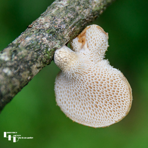Bracket fungus, possibly a Birch Polypore