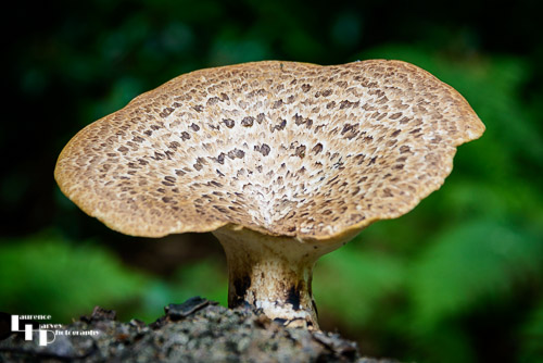 Dryad's Saddle mushroom
