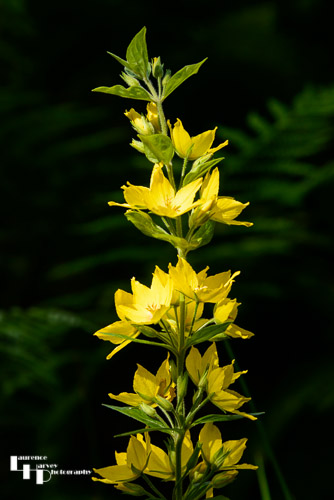 Yellow Loosestrife