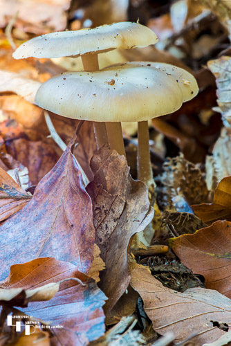Fungus