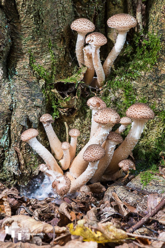 Honey Mushroom