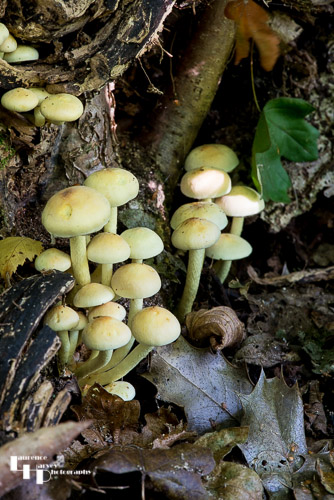 Sulphur Tuft