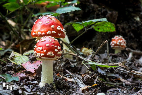 Fly Agaric