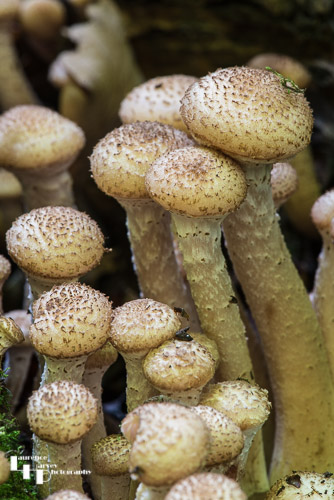 Shaggy Scalycap