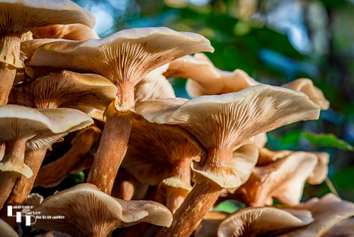 Honey Mushroom