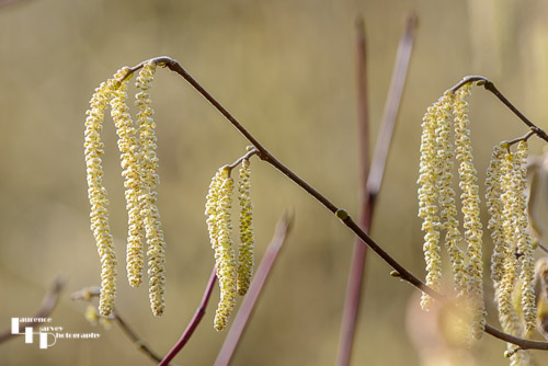 Hazel Catkins