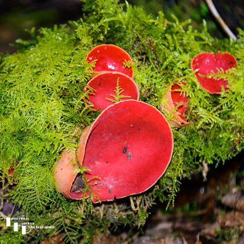 Scarlet Elf Cup Mushroom