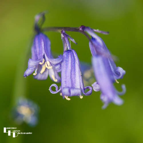 Close-up of bluebells in Church Wood