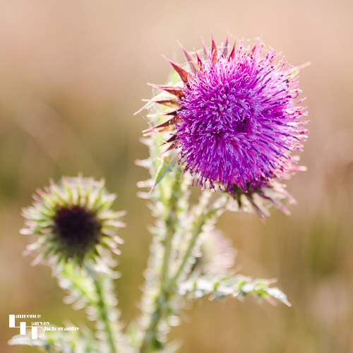 Bull thistle
