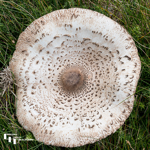 Parasol Mushroom