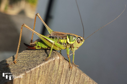 Roesel's Bush-cricket
