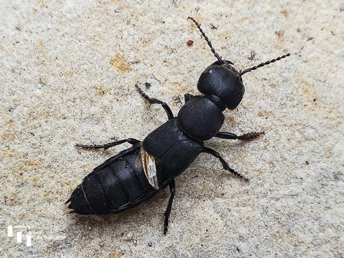 Devil's Coach Horse Beetle