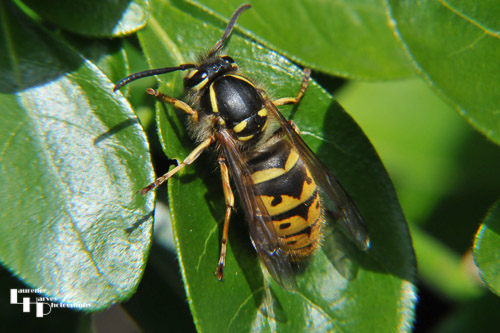 Common Wasp