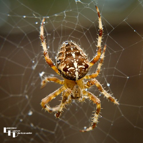 Garden Spider