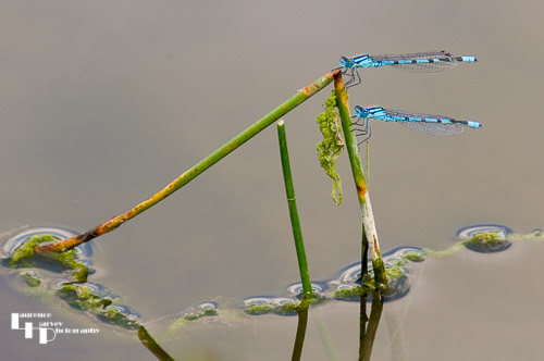 Common Blue Damselflies on stalk
