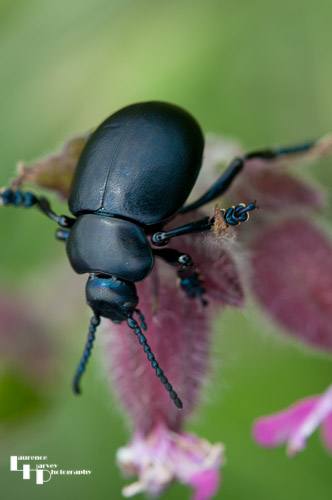 Alder Leaf Beetle