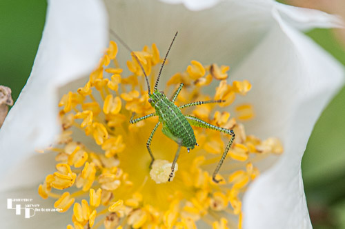 Speckled Bush Cricket on a Dog Rose