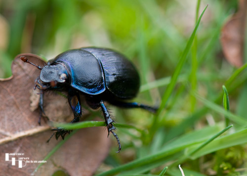 Dor Beetle in the New Forest