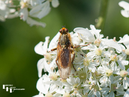 Golden Dung Fly