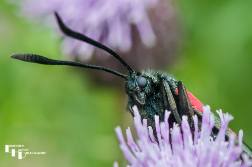 Six Spot Burnet