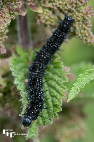 Peacock Butterfly caterpillar