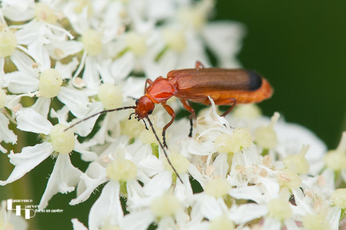 Common Red Soldier Beetle