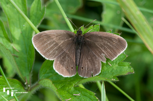 Ringlet
