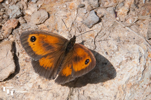 Gatekeeper