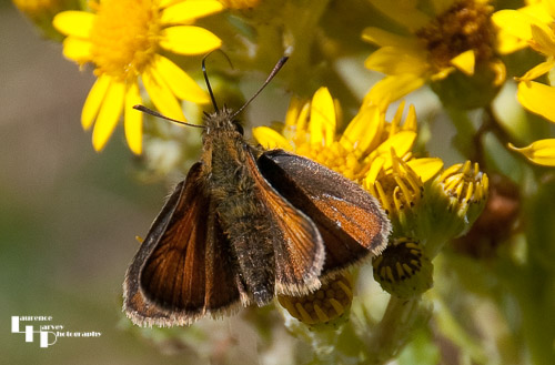 Small Skipper