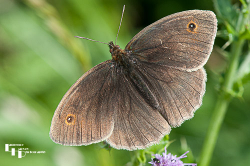 Meadow Brown