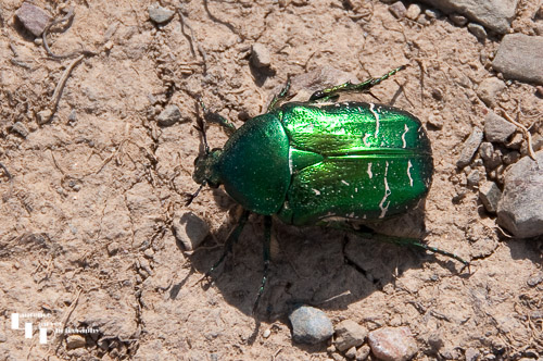 Rose Chafer beetle on the coastal path