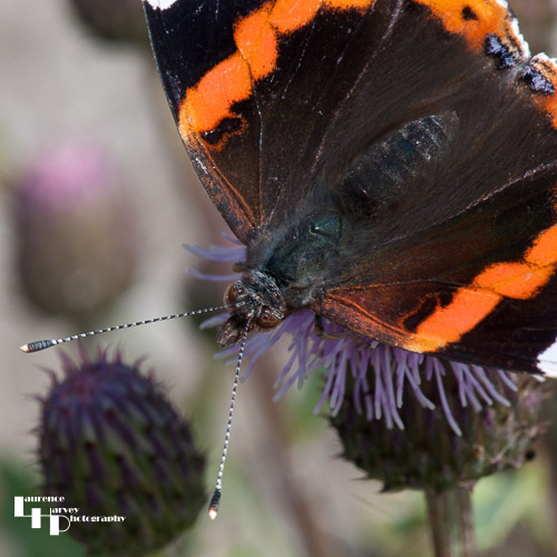 Red Admiral