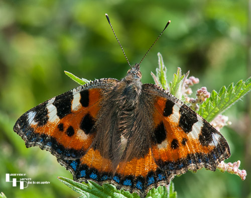 Small Tortoiseshell