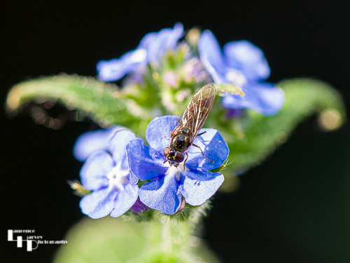 Grey Spotted Sedgesitter on Green Alkanet flower