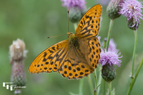 Silver Washed Fritillary