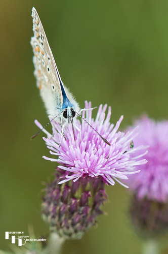 Common Blue 