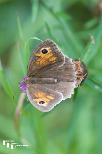 Meadow Brown (Female)
