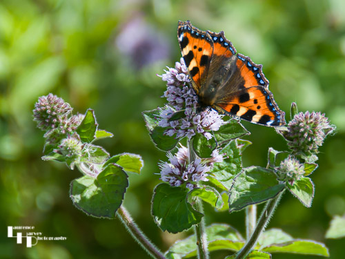 Small Tortoishell on Teasel flower