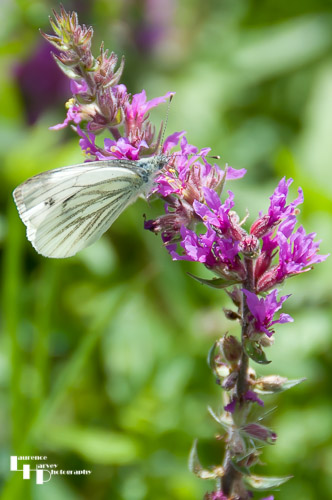 Cabbage White on Purple Loosestrife