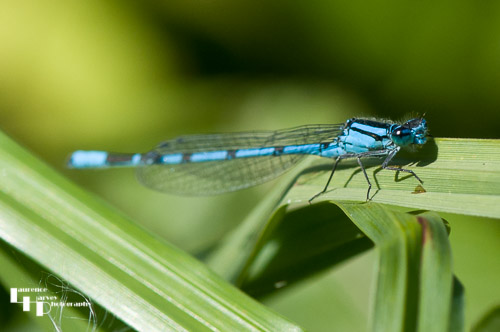 Common Blue Damselfly (Male)
