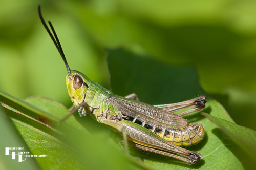 Meadow Grasshopper