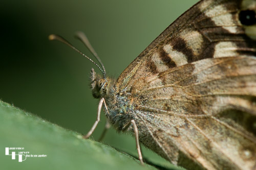 Speckled Wood