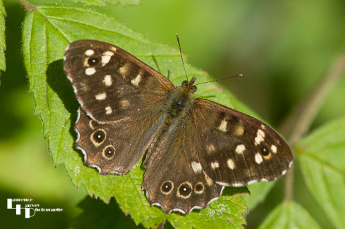 Speckled Wood