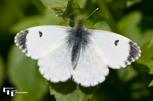 Large (Cabbage) White