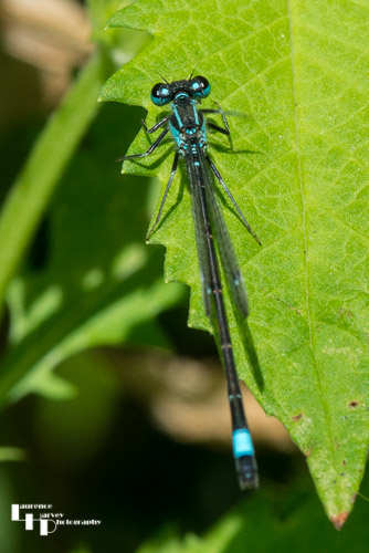 Blue Tailed Damselfly on leaf