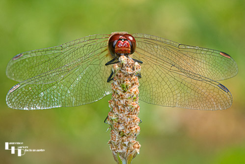 Basking Common Darter
