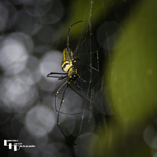 Wood Spider