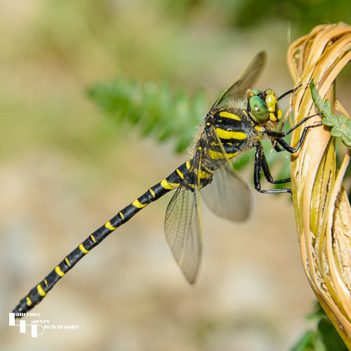 Golden Ringed Dragonfly