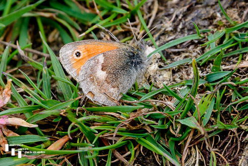 Small Heath