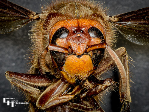 Hornet